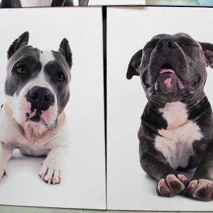 Canvas dogs2 Canvas dogs2