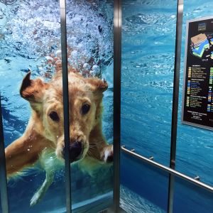Wall Graphics Inside Elevator