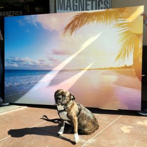 dogs love good backdrops dogs love good backdrops
